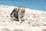 YORKSHIRE TERRIER 146